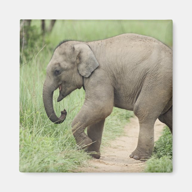 Íman Elefante bebê seguindo a mãe, Corbett (Frente)