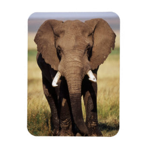 Íman Elefante-da-savana-africano