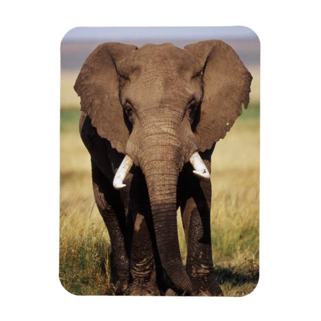Íman Elefante-da-savana-africano (Vertical)