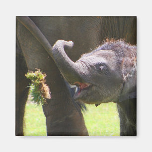 Íman Elefante do bebê