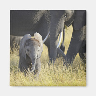 Íman Elefante do bebê