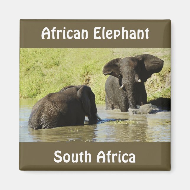 Íman Elefante (elefante africano) (Frente)