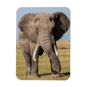 Íman Elefante em uma Posição Agressiva