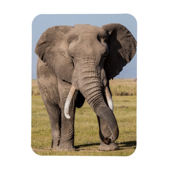 Íman Elefante em uma Posição Agressiva (Vertical)