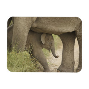 Íman Elefante indiano / asiático e filhote, Corbett