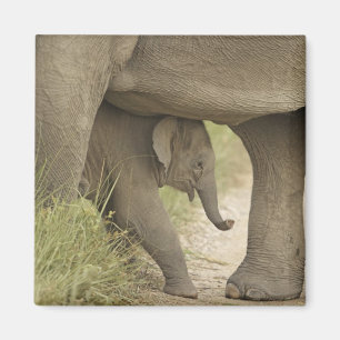 Íman Elefante indiano / asiático e filhote, Corbett