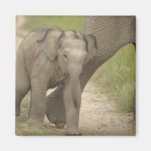 Íman Elefante indiano / asiático e filhote, Corbett 2