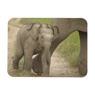 Íman Elefante indiano / asiático e filhote, Corbett 2