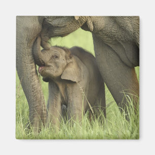 Íman Elefante indiano / asiático e filhote, Corbett 2