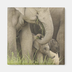 Íman Elefante indiano / asiático e filhote, Corbett 3