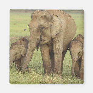 Íman Elefante Indiano Asiático e Filhotes