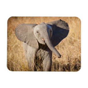 Íman Elefante jovem da savana