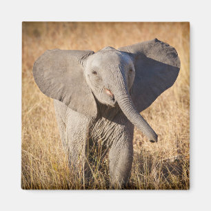 Íman Elefante jovem da savana