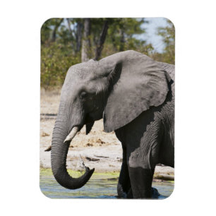 Íman Elefante (Loxodonta africana), Canal Savute