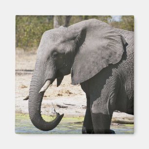 Íman Elefante (Loxodonta africana), Canal Savute