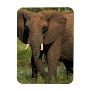 Íman Elefante (Loxodonta Africana), Hwange Nacional