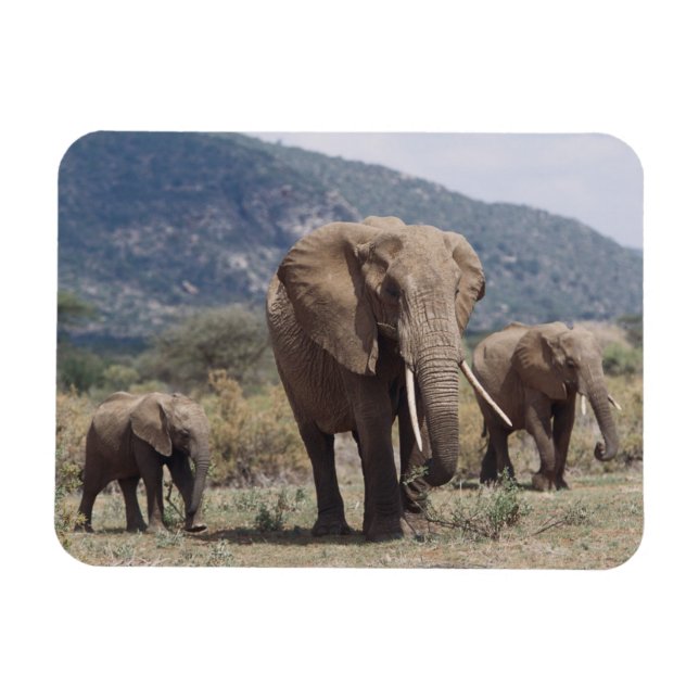Íman Elefante mãe andando com filhote de elefante (Horizontal)