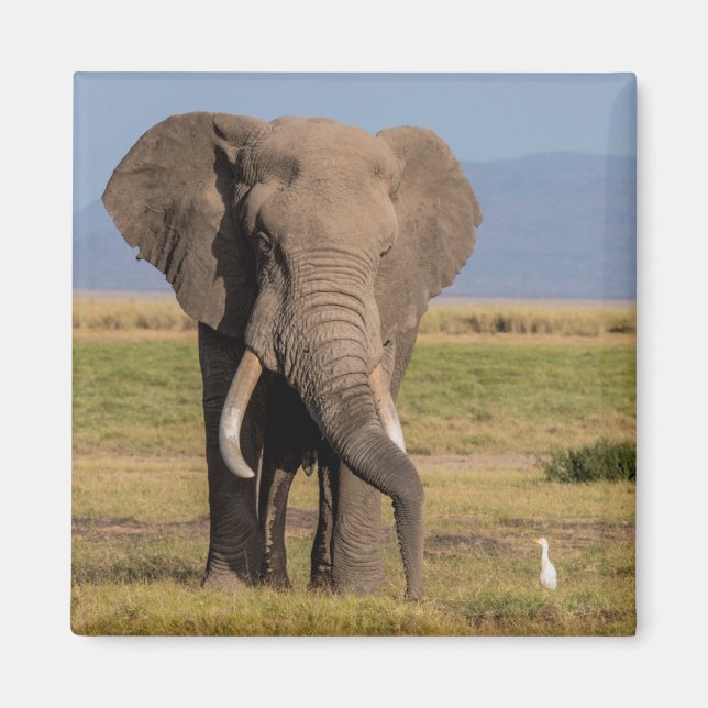 Íman Elefante Procurando (Frente)