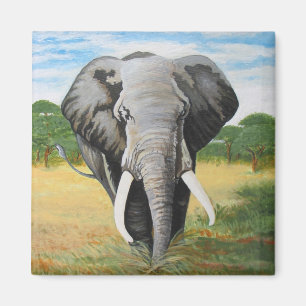 Íman Elefante selvagem