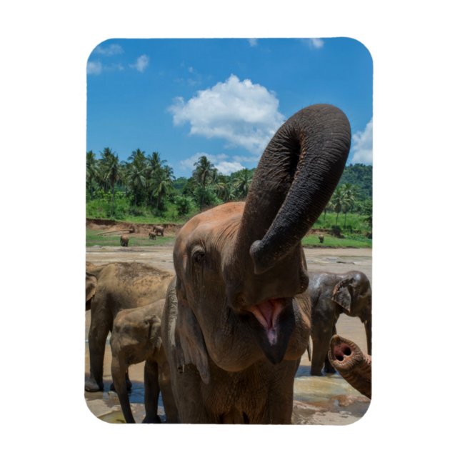 Íman Elefante Sri Lanka (Vertical)