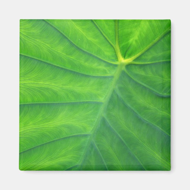 Íman Elefantes - Coloca (Frente)