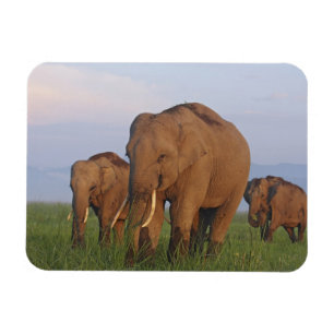 Íman Elefantes Indianos na Grassland