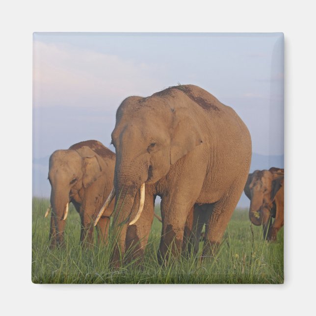 Íman Elefantes Indianos na Grassland (Frente)