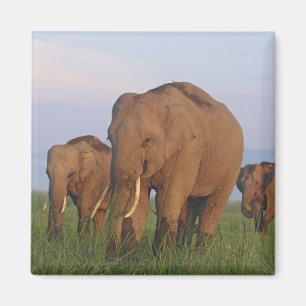 Íman Elefantes Indianos no prado, Corbett