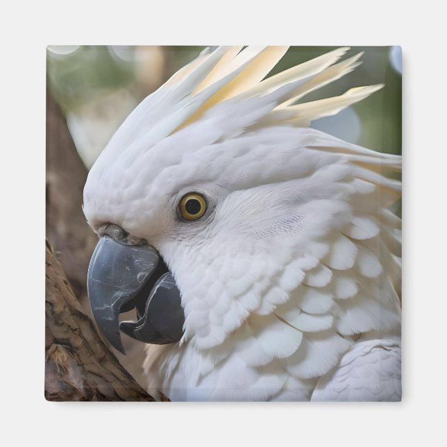 Íman Elegância em Branco: A Majestosa Cockatoo Aussie (Frente)