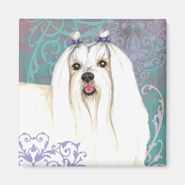 Íman Elegante maltês (Frente)