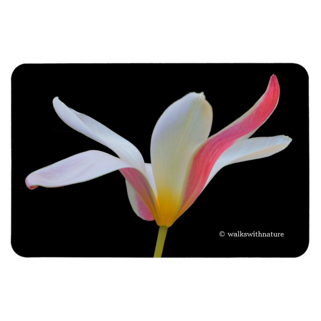 Íman Elegante Tulipa Senhora Flores Brancas e Rosas (Horizontal)