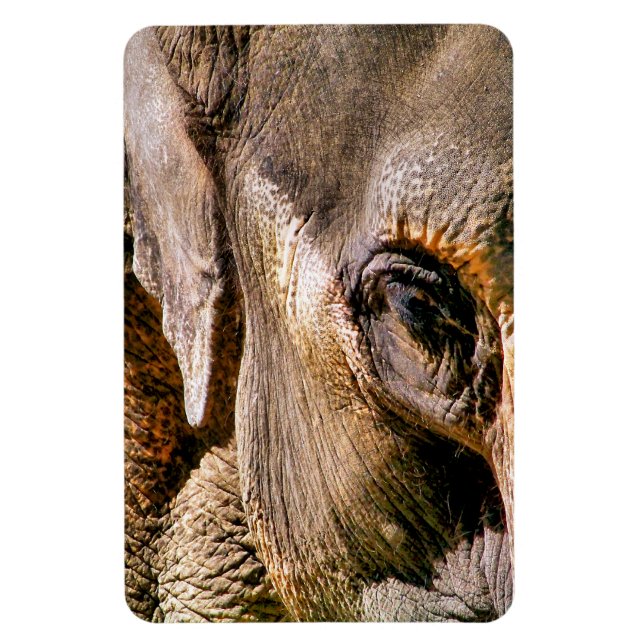 ÍMAN  ELEPHANT (Vertical)