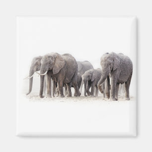 Íman Elephant Herd