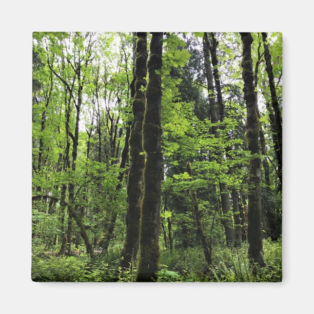 Íman Elijah Bristow State Park, Dexter, Oregon (Frente)