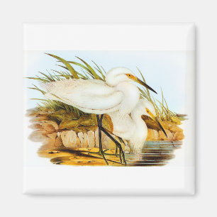 Íman Elizabeth Gould Egret sem tocas