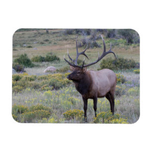 Íman Elk Americano Rocky National Park, Colorado