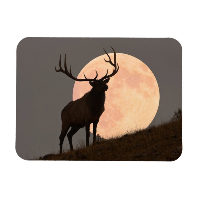 Íman Elk Bull Elk e Moon Rise (Horizontal)