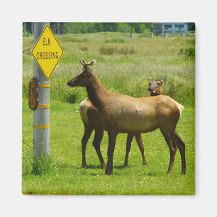 Íman Elk Crossing California Wildlife