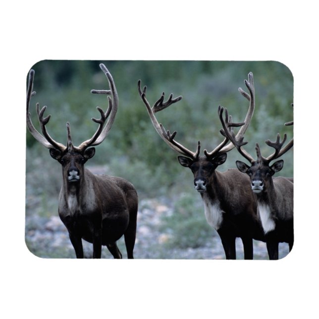 Íman Elk Herd | Mt. Baring, Washington (Horizontal)