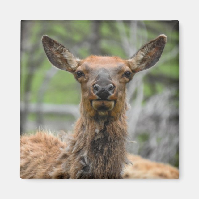 Íman Elk Magnet Americano (Frente)