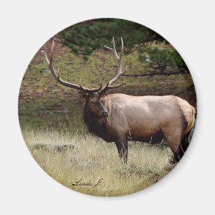 Íman Elk na Natureza