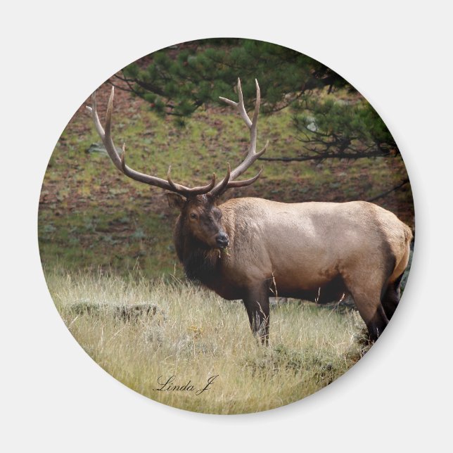 Íman Elk na Selva (Frente)