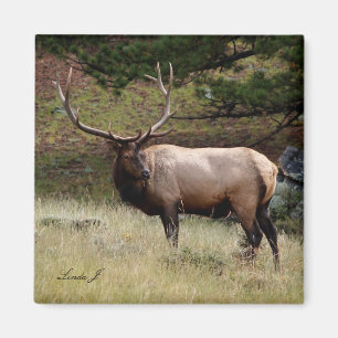 Íman Elk na Selva
