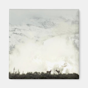 Íman Elk no Grand Teton National Park Fotografia