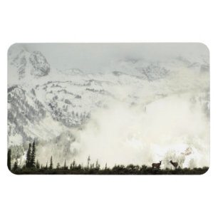 Íman Elk no Grand Teton National Park Fotografia