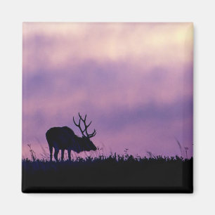 Íman Elk Silhouette no Sunset Magnet