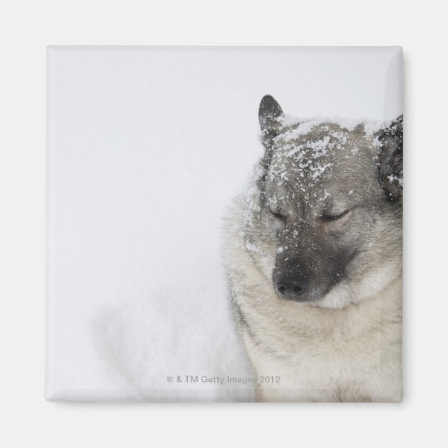 Íman Elkhound Norueguês (Frente)