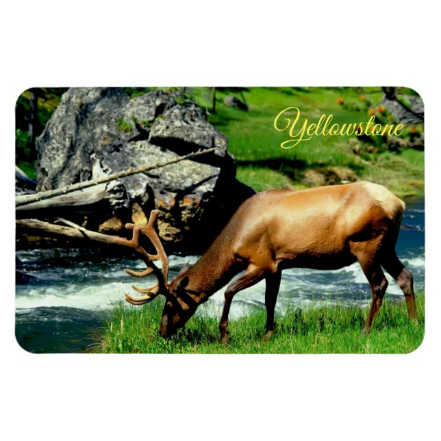 Íman Ellowstone Magnet-Elk (Horizontal)
