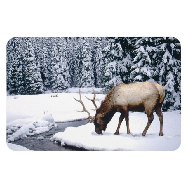 Íman Ellowstone Magnet-Elk (Horizontal)