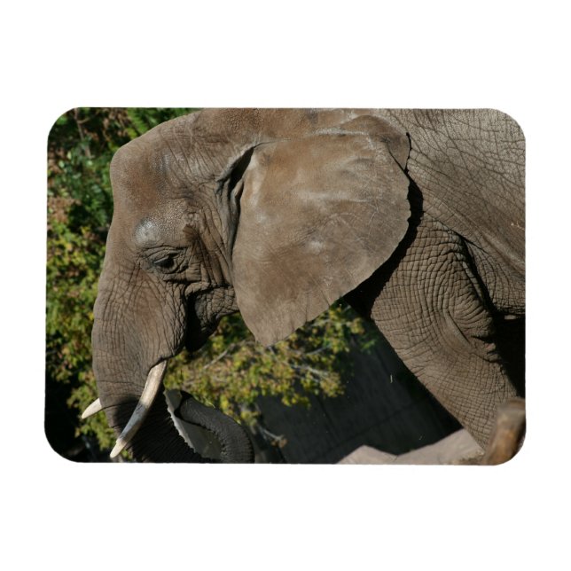 Íman Elphant Magnet (Horizontal)